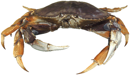 Dungeness Crab